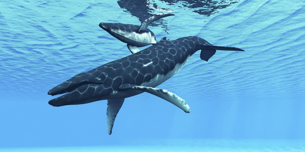 A female humpback whale swims with her calf through ocean waters Canvas Art - Corey FordStocktrek Images (20 x 10)