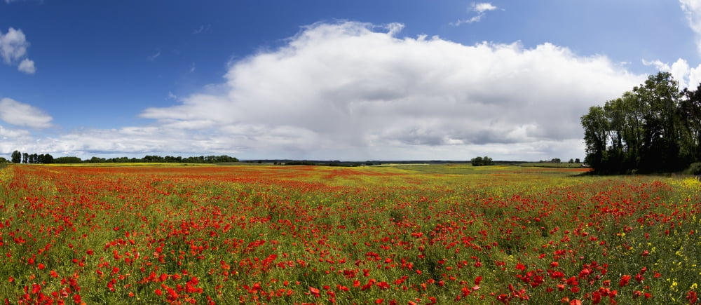 A field of red wildflowers Northumberland England Canvas Art - John Short Design Pics (23 x 10)