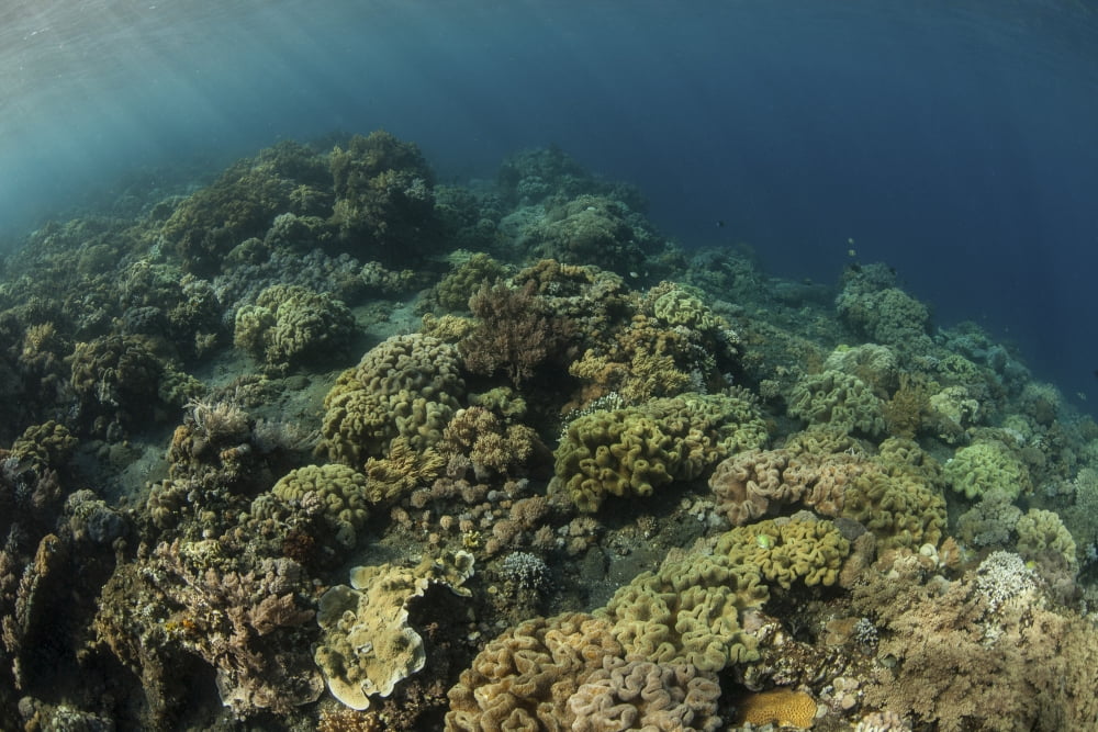 A field of soft corals grows on an underwater slope in Indonesia Canvas Art - Ethan DanielsStocktrek Images (34 x 23)