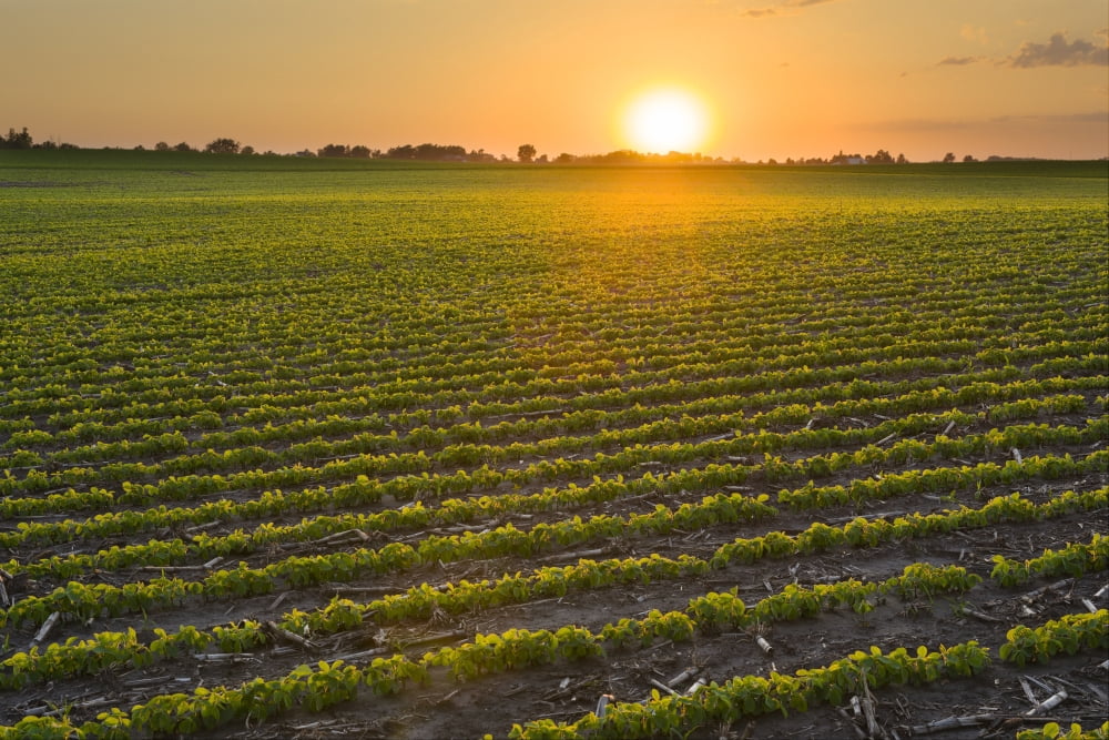 A field of young soybean plants at sunset in central Iowa Iowa United States of America Canvas Art - Scott Sinklier Design Pics (19 x 12)