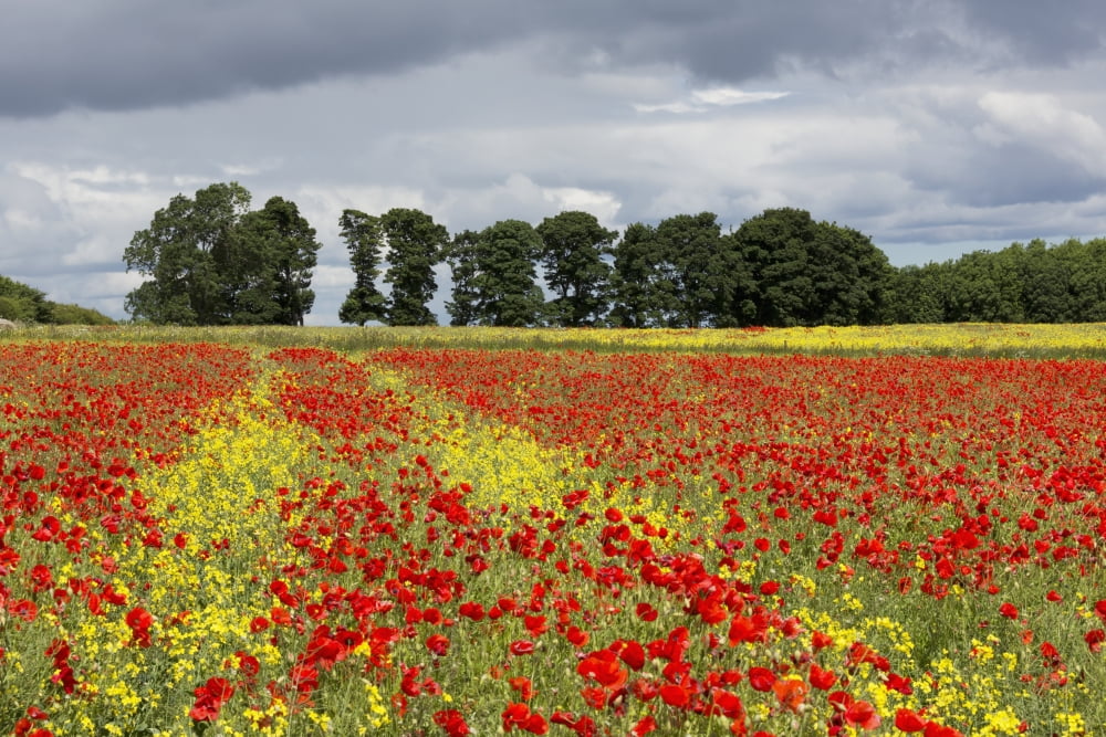 A field with an abundance of red and yellow flowers Northumberland England Canvas Art - John Short Design Pics (19 x 12)