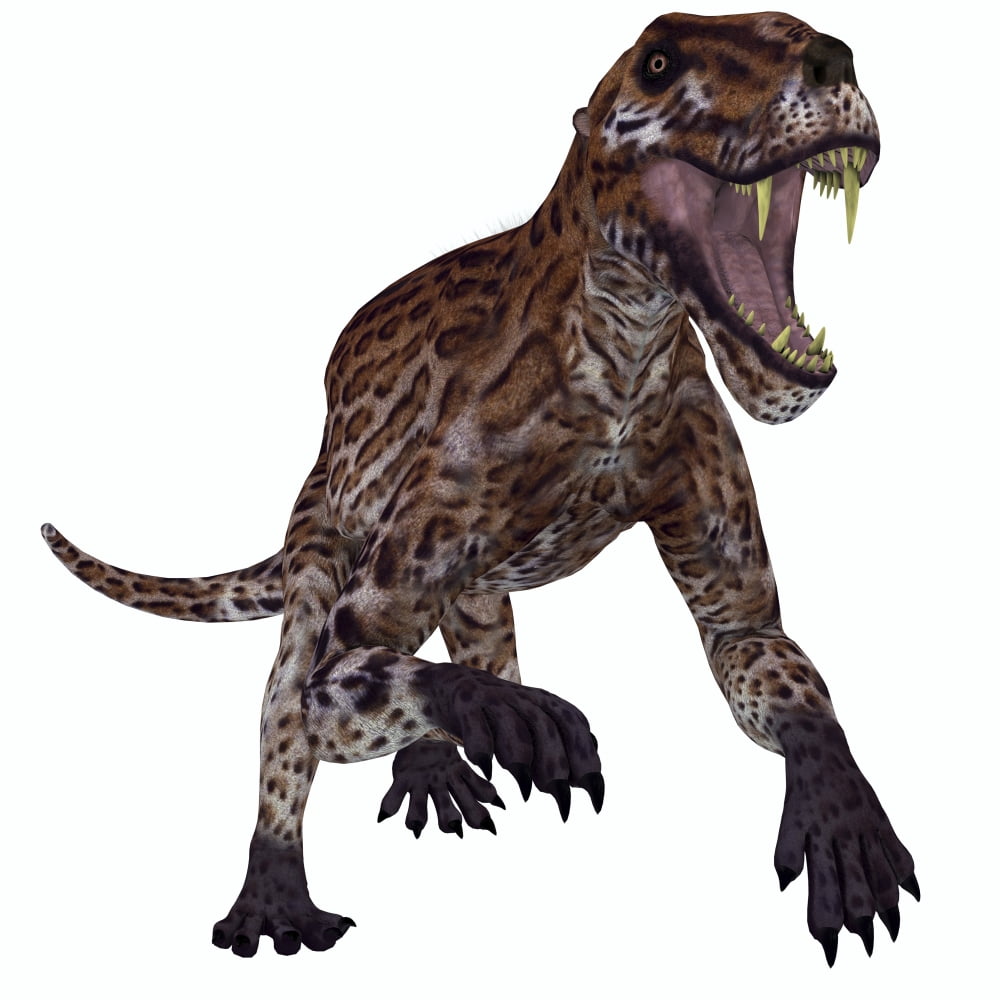 A fierce Lycaenops roaring Canvas Art - Corey FordStocktrek Images (28 x 28)