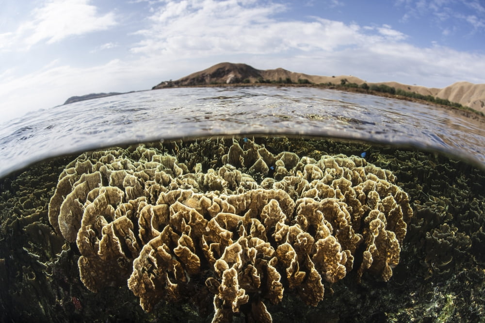 A fire coral colony grows in Komodo National Park Canvas Art - Ethan DanielsStocktrek Images (17 x 12)