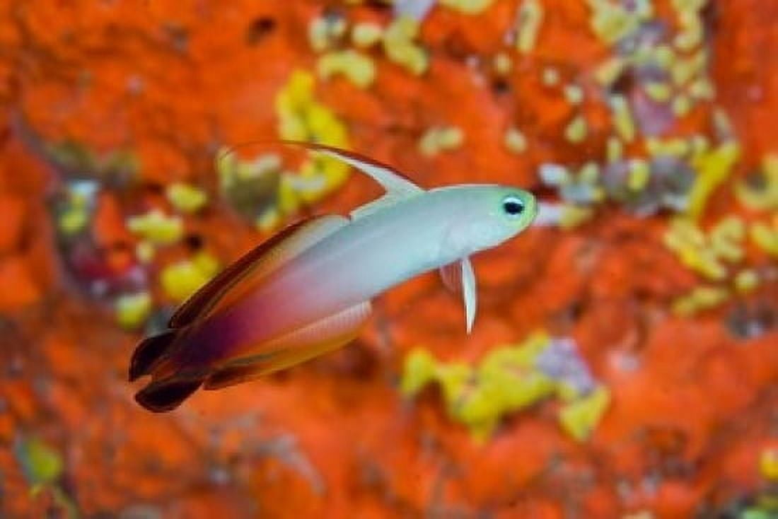 A fire goby swims past coral Canvas Art - Jaynes Gallery DanitaDelimont (36 x 24)