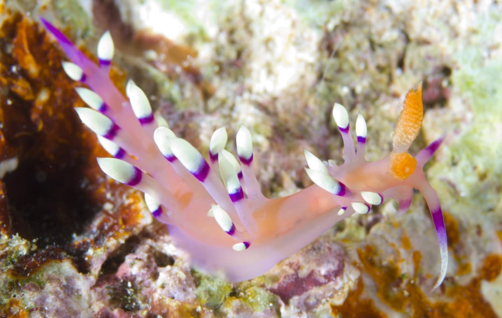 A flabellina nudibranch amongst coral Canvas Art - Steve JonesStocktrek Images (36 x 23)