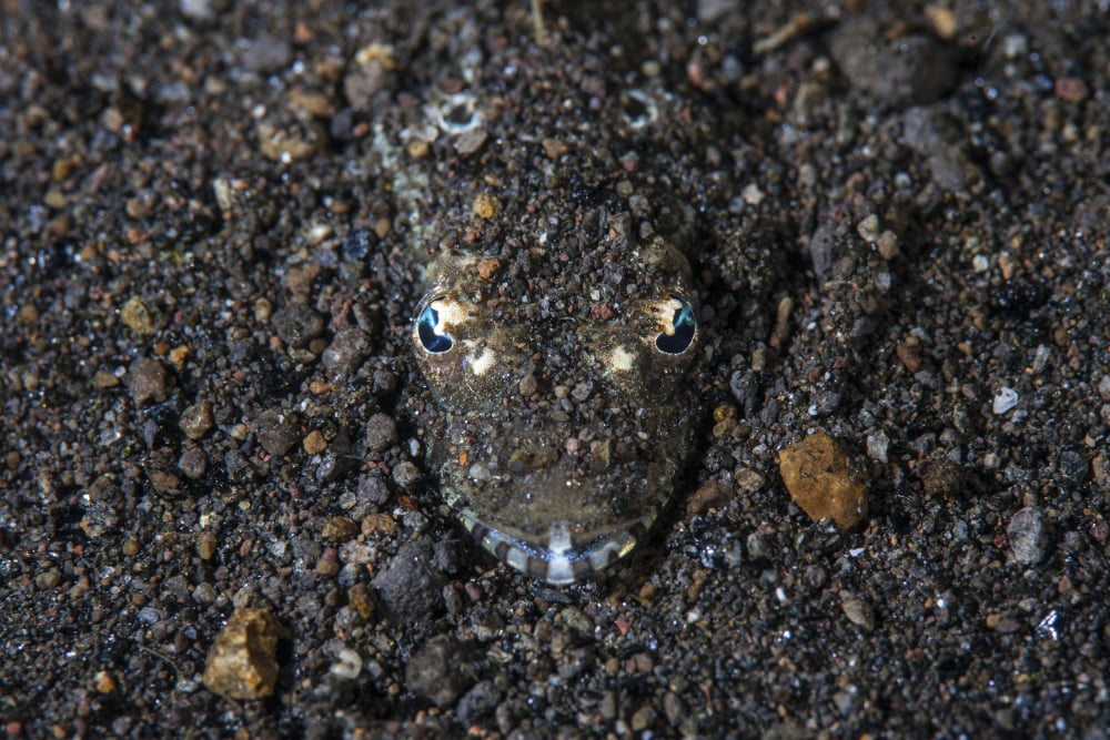 A flathead fish camouflages itself in the sandy seafloor Canvas Art - Ethan DanielsStocktrek Images (34 x 23)