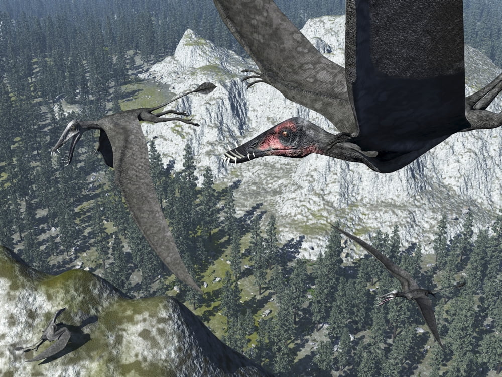 A flock of Dorygnathus Canvas Art - Walter MyersStocktrek Images (33 x 25)