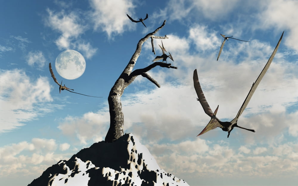 A flock of Pteranodons flying on a sunny Cretaceous day Canvas Art - Mark StevensonStocktrek Images (18 x 12)