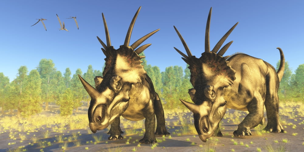 A flock of Pterodactylus fly above two Styracosaurus dinosaurs Canvas Art - Corey FordStocktrek Images (20 x 10)