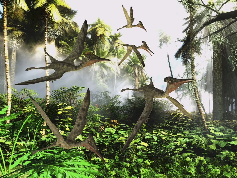 A flock of Pterodactylus reptiles fly over the jungle searching for their next meal Canvas Art - Corey FordStocktrek Images (16 x 12)
