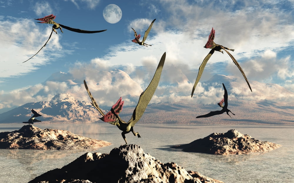A flock of Thalassodromeus pterosaurs during Earths Cretaceous period Canvas Art - Mark StevensonStocktrek Images (36 x 23)