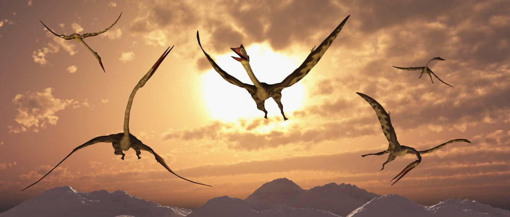 A flock of giant Quetzalcoatlus during the Cretaceous Period Canvas Art - Mark StevensonStocktrek Images (22 x 10)
