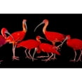 thumbnail image 1 of A flock of scarlet ibis (Eudocimus ruber) against a black background at the Caldwell Zoo; Tyler  Texas  United States of, 1 of 1