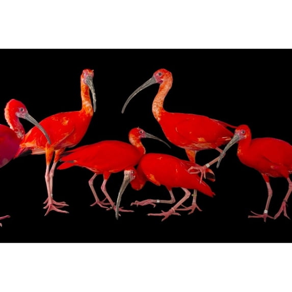 A flock of scarlet ibis (Eudocimus ruber) against a black background at the Caldwell Zoo; Tyler Texas United States of