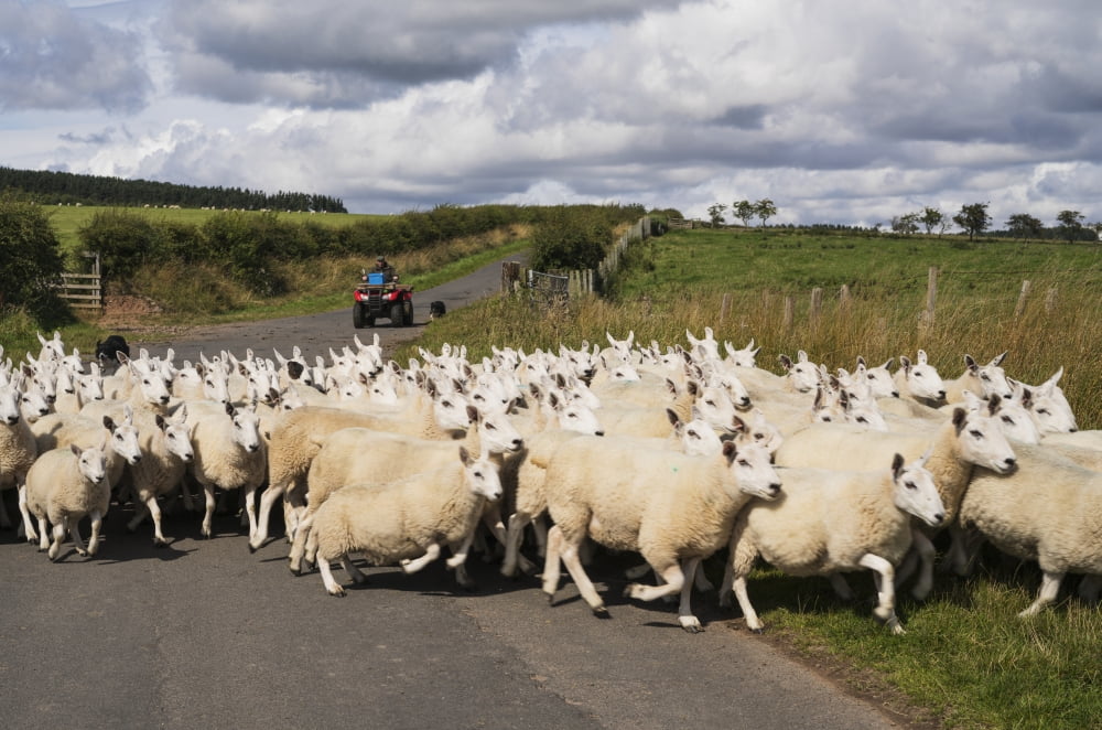 A flock of sheep cross a road Northumberland England Canvas Art - John Short Design Pics (38 x 24)