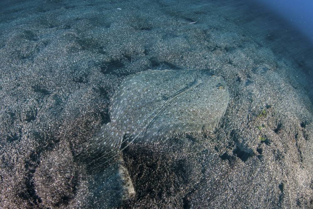 A flounder blends into its reef surroundings Canvas Art - Ethan DanielsStocktrek Images (17 x 12)