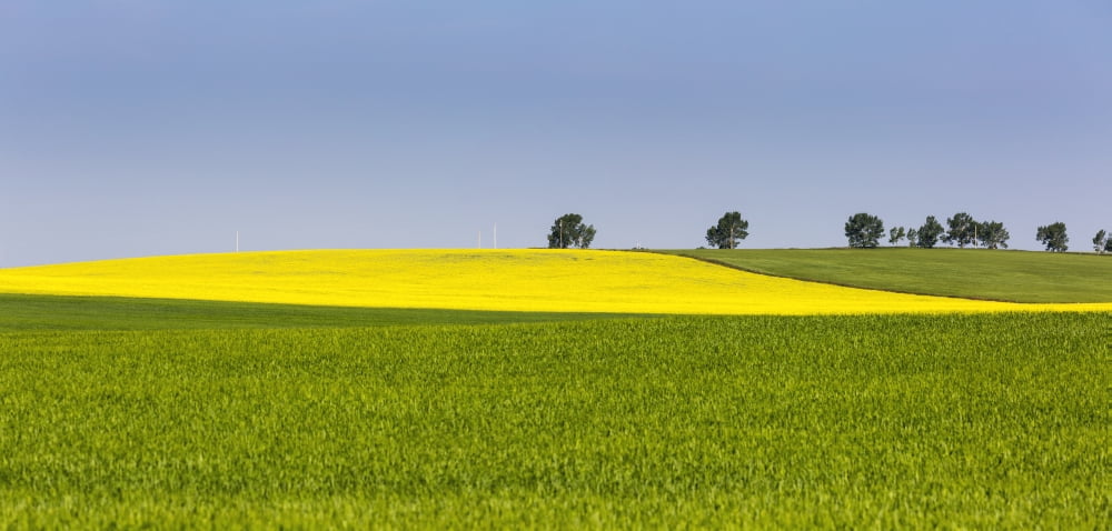 A flowering canola field framed by green fields with trees and blue sky Acme Alberta Canada Canvas Art - Michael Interisano Design Pics (31 x 14)
