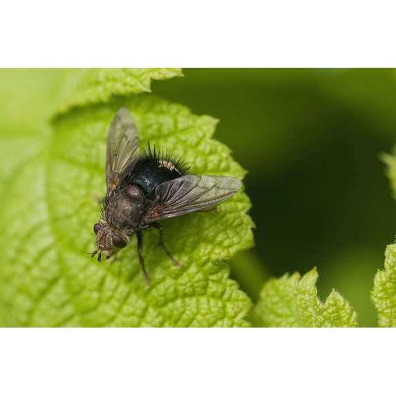 A fly rests on a leaf; Astoria Oregon United States of America Poster Print by Robert L. Potts / Design Pics