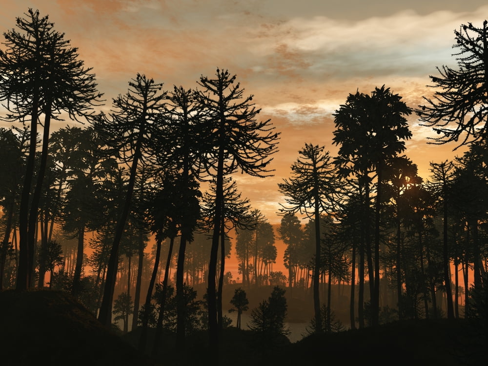 A forest of Cordaites and Araucaria silhouetted against a colorful sunset Canvas Art - Walter MyersStocktrek Images (17 x 13)