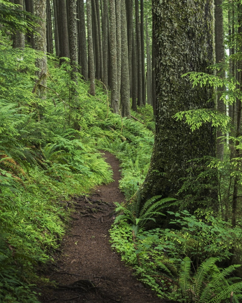 A forested trail passes over Neahkahnie Mountain Manzanita Oregon United States of America Canvas Art - Robert L Potts Design Pics (26 x 34)