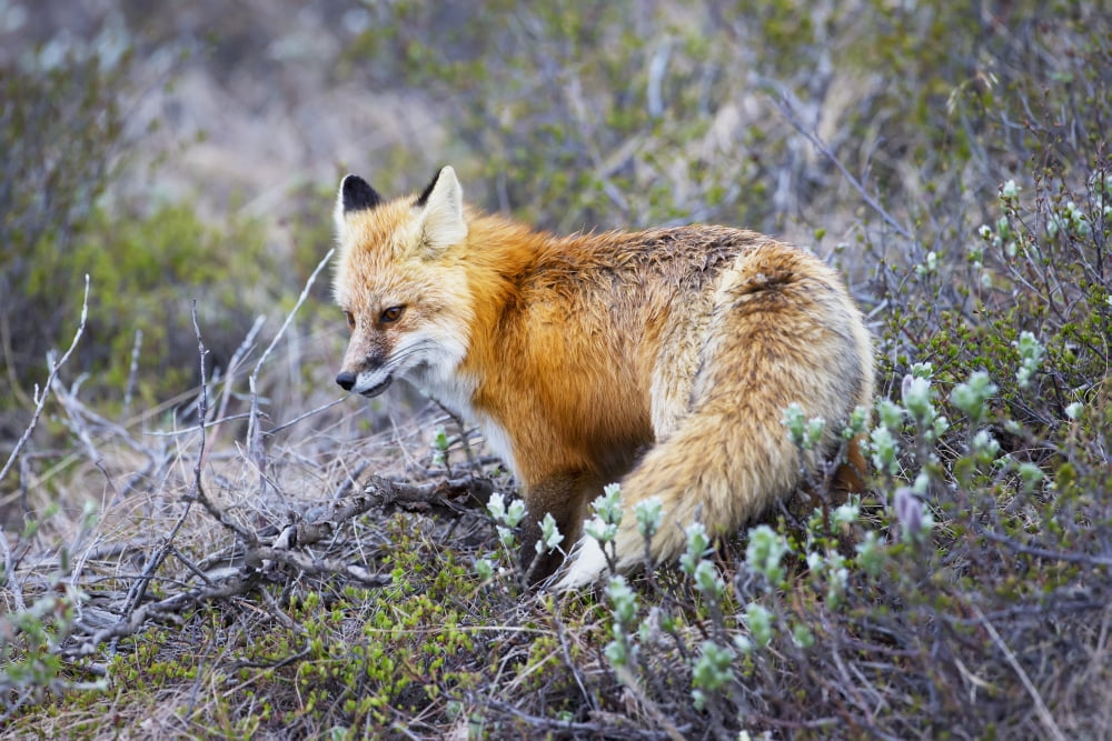 A fox in Denali National Park Alaska United States of America Canvas Art - Kip Evans Design Pics (19 x 12)
