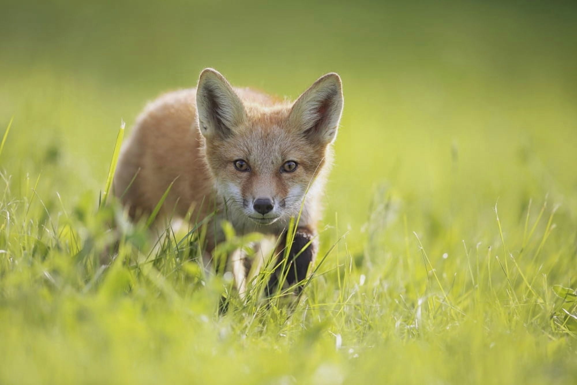 A fox in the grass Montreal Quebec Canada Canvas Art - Vladislav Kamenski Design Pics (38 x 24)