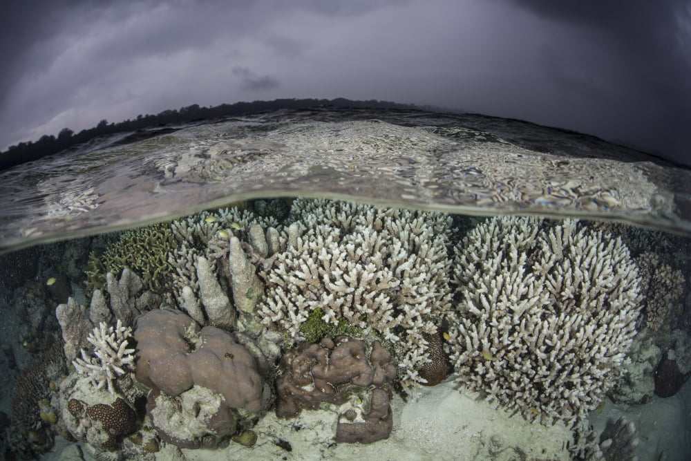 A fragile coral reef grows in shallow water in the Solomon Islands Canvas Art - Ethan DanielsStocktrek Images (34 x 23)