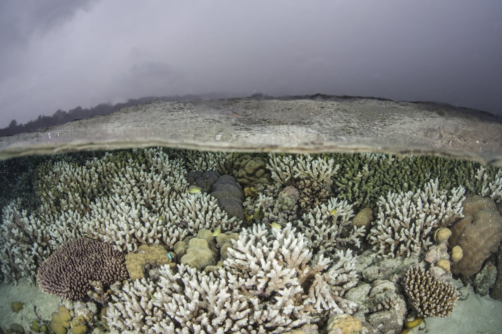 A fragile coral reef grows in shallow water in the Solomon Islands Canvas Art - Ethan DanielsStocktrek Images (34 x 23)
