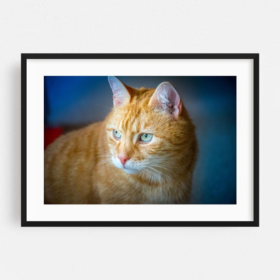 A friendly red cat with beautiful intense eyes - Photography Cat Animal Portrait Wildlife Black Framed Wall Art Print 16 x 24 inches