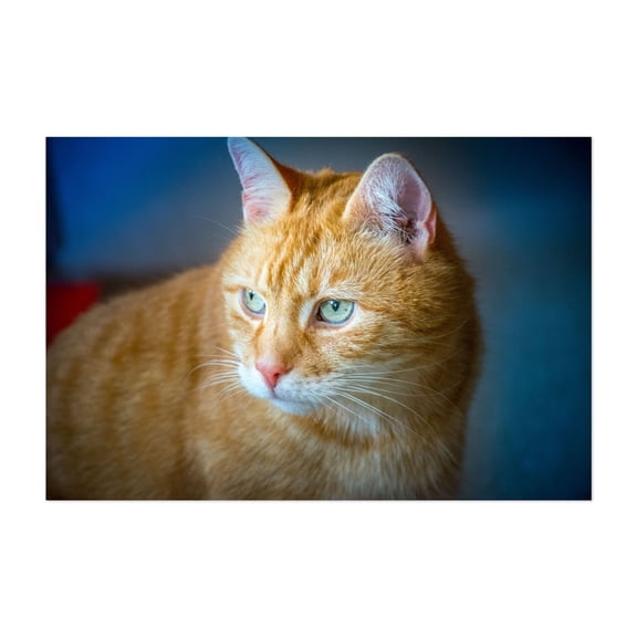 A friendly red cat with beautiful intense eyes - Photography Cat Animal Portrait Wildlife Unframed Wall Art Print 24 x 36 inches