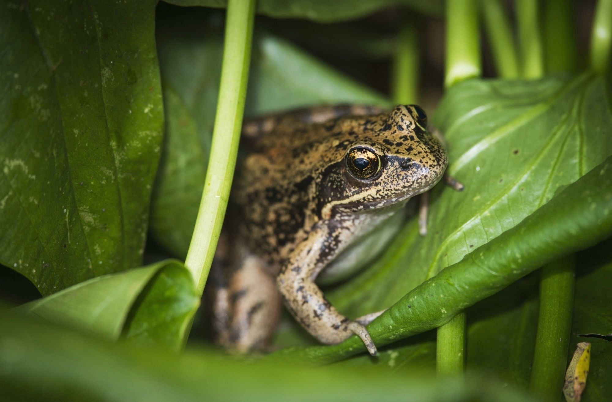 A frog perches on wapato leaves Astoria Oregon United States of America Canvas Art - Robert L Potts Design Pics (38 x 24)