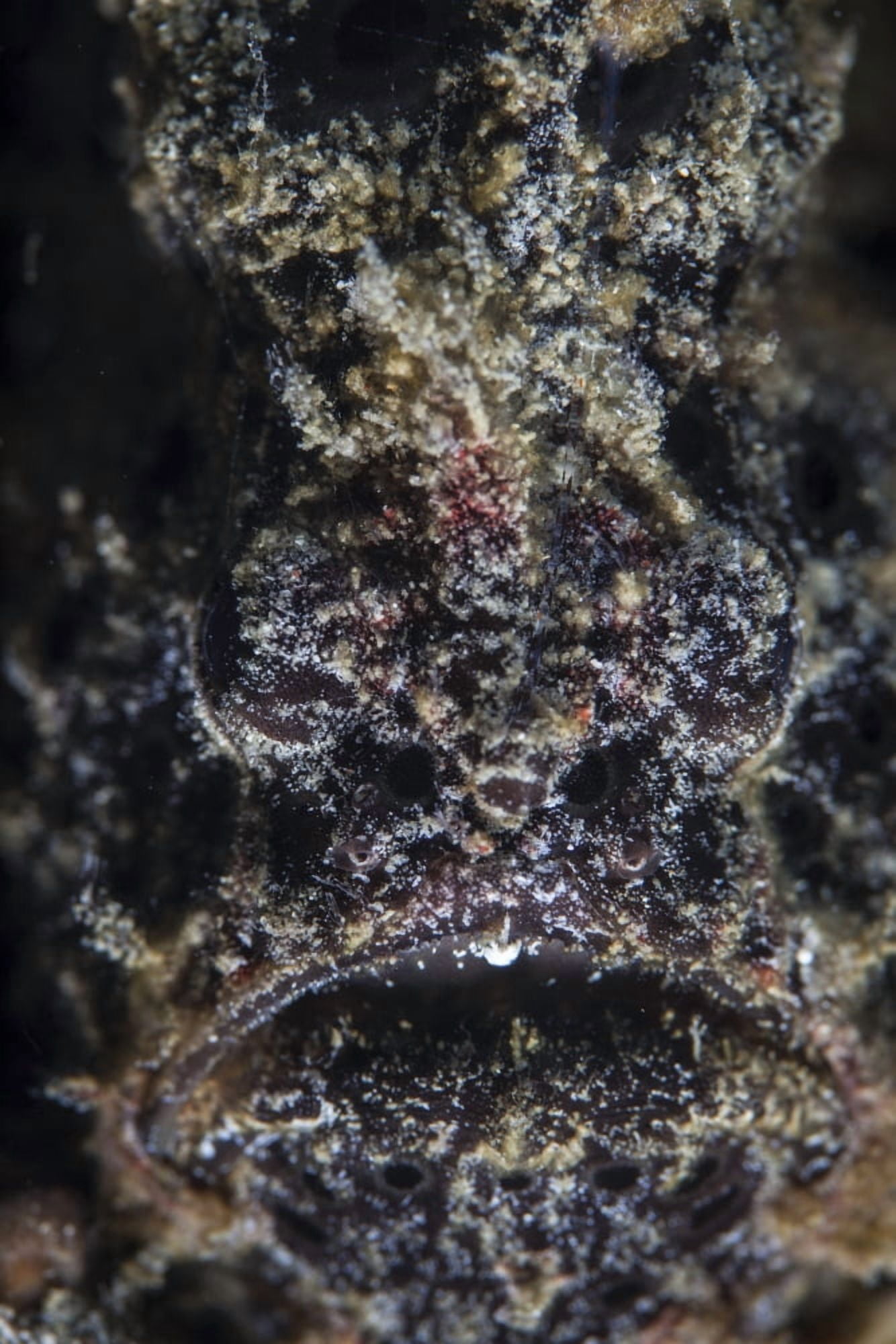 A frogfish uses its effective camouflage to blend into its surroundings Canvas Art - Ethan DanielsStocktrek Images (12 x 17)
