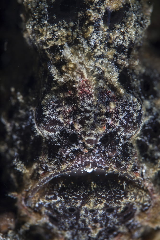 A frogfish uses its effective camouflage to blend into its surroundings Canvas Art - Ethan DanielsStocktrek Images (23 x 34)