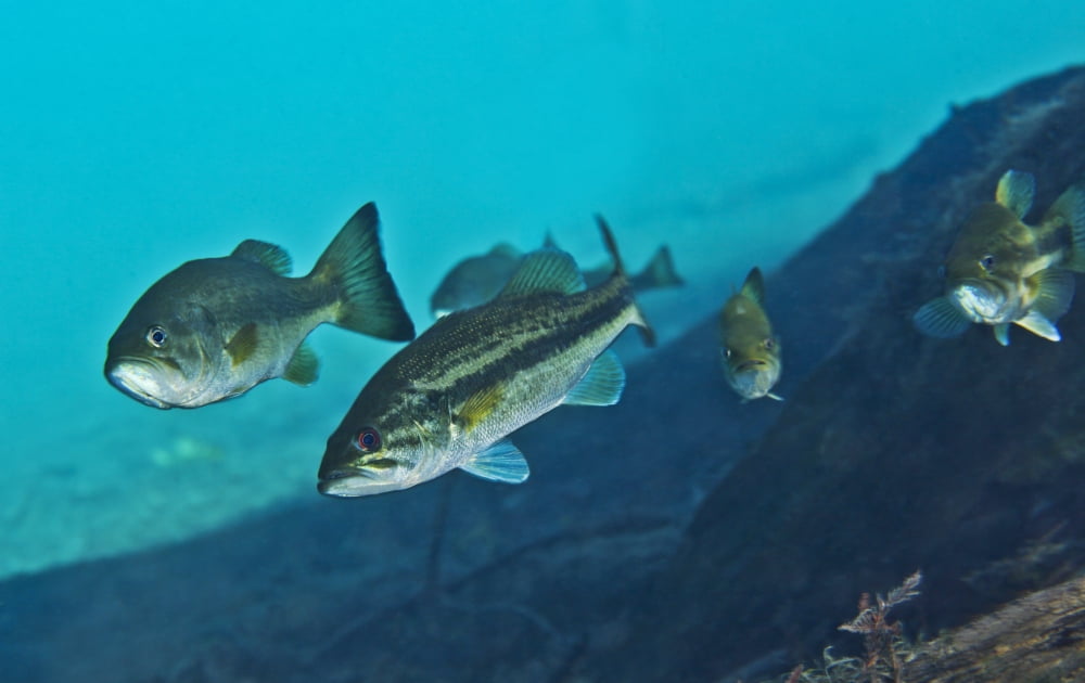 A gang of Largemouth Bass swimming upstream Canvas Art - Michael WoodStocktrek Images (35 x 22)