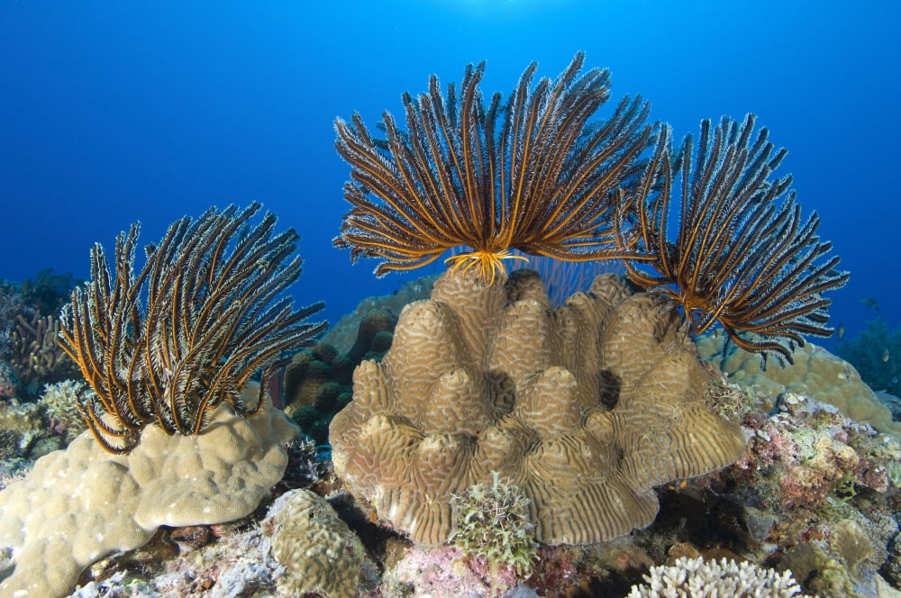 A gathering of crinoid feather stars Papua New Guinea Canvas Art - Steve JonesStocktrek Images (18 x 12)