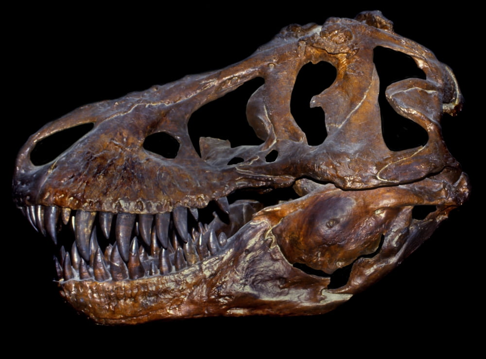 A genuine fossilized skull of a T Rex Canvas Art - Mark StevensonStocktrek Images (33 x 25)