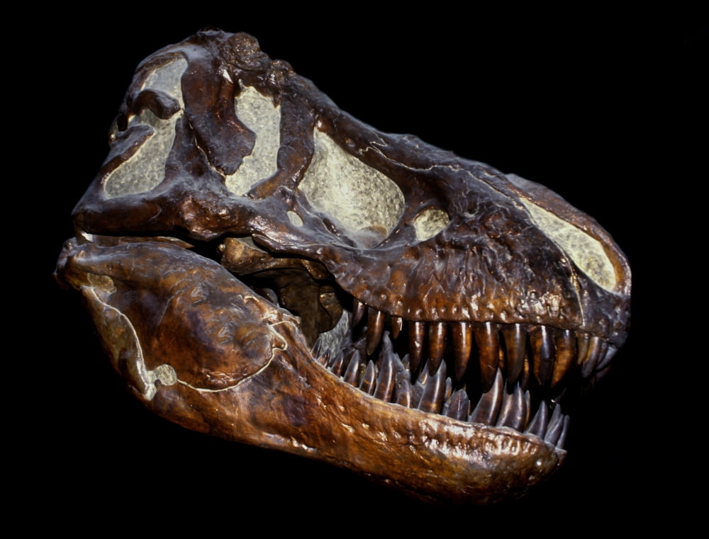 A genuine fossilized skull of a T Rex Canvas Art - Mark StevensonStocktrek Images (33 x 25)