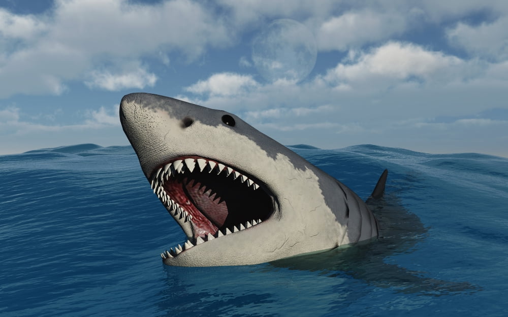 A giant Megalodon shark Canvas Art - Mark StevensonStocktrek Images (18 x 12)
