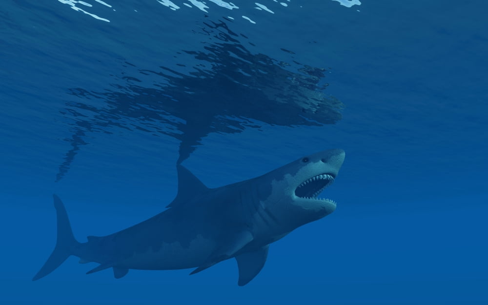 A giant Megalodon shark during the Cenozoic Era of time Canvas Art - Mark StevensonStocktrek Images (18 x 12)