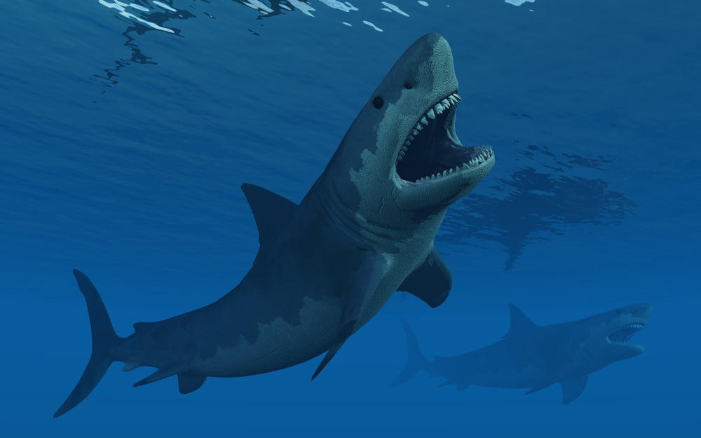 A giant Megalodon shark during the Cenozoic Era of time Canvas Art - Mark StevensonStocktrek Images (36 x 23)