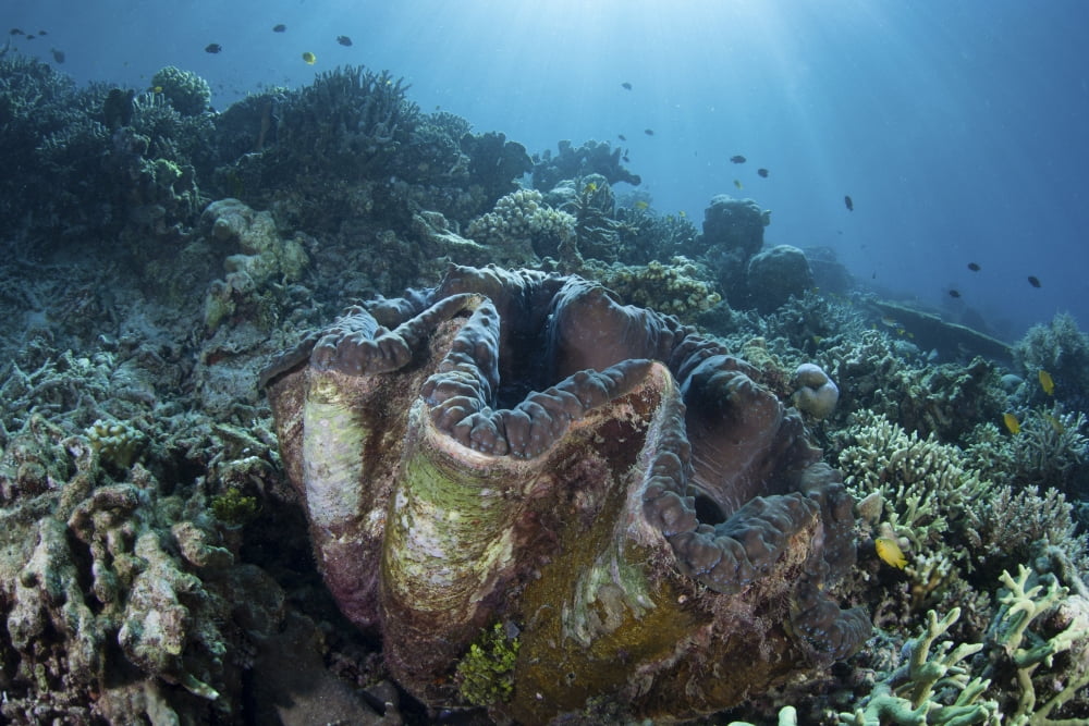 A giant clam grows on a reef in Raja Ampat Canvas Art - Ethan DanielsStocktrek Images (34 x 23)