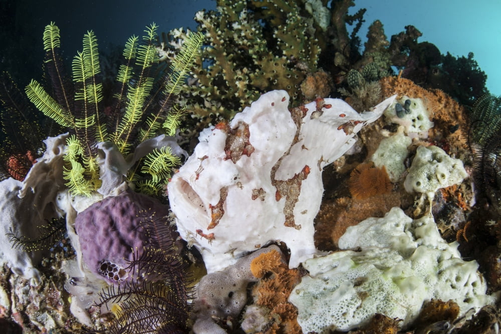 A giant frogfish blends into its reef surroundings in Indonesia Canvas Art - Ethan DanielsStocktrek Images (17 x 12)