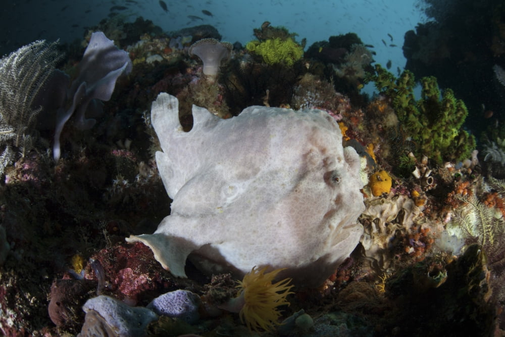 A giant frogfish blends into its reef surroundings in Indonesia Canvas Art - Ethan DanielsStocktrek Images (34 x 23)