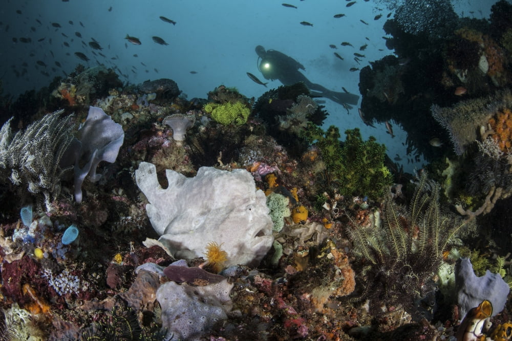 A giant frogfish blends into its reef surroundings in Indonesia Canvas Art - Ethan DanielsStocktrek Images (34 x 23)