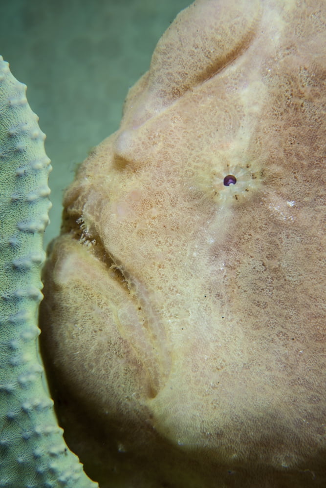 A giant frogfish hides from potential prey in a sponge Canvas Art - Ethan DanielsStocktrek Images (12 x 17)