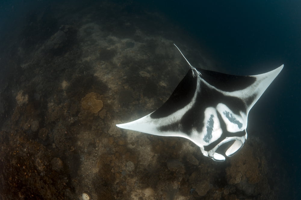A giant oceanic manta ray with distinct markings topside view Canvas Art - Steve JonesStocktrek Images (18 x 12)