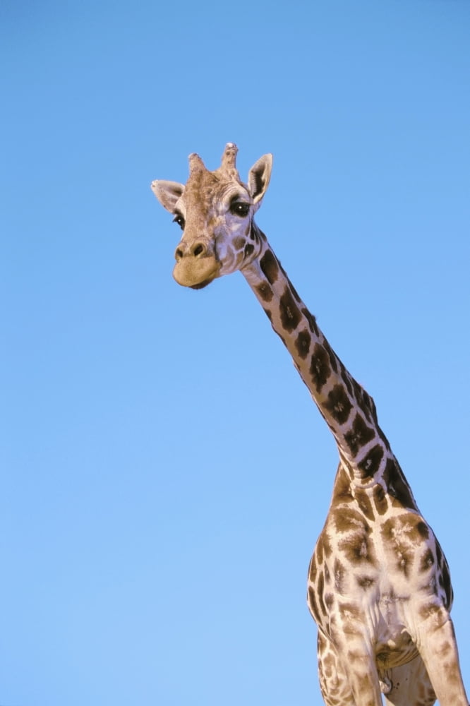 A giraffe against a blue skyAfrica Canvas Art - Thomas Kitchin & Victoria Hurst Design Pics (12 x 19)