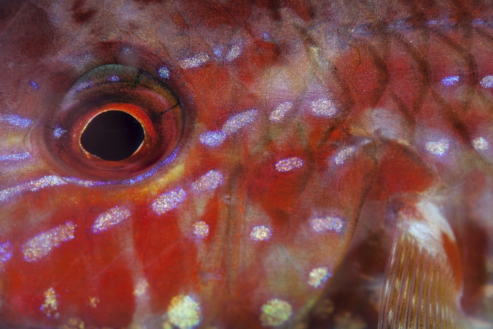 A goatfish shows its nocturnal coloration Canvas Art - Ethan DanielsStocktrek Images (17 x 12)