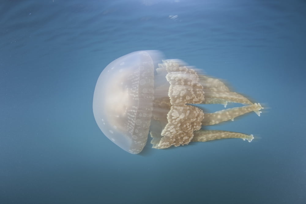 A golden jellyfish Raja Ampat Indonesia Canvas Art - Ethan DanielsStocktrek Images (17 x 12)