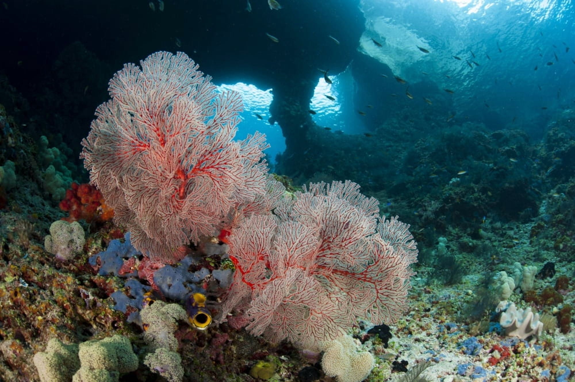A gorgonian sea fan with the view of Boo Windows Indonesia Canvas Art - Steve JonesStocktrek Images (18 x 12)